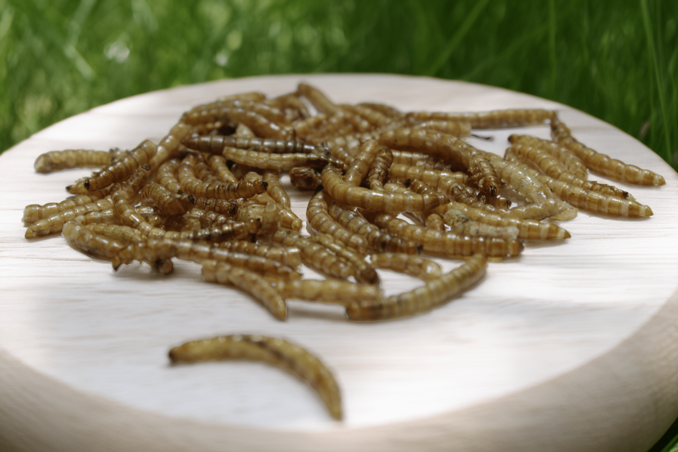 Mehlwürmer auf Holz