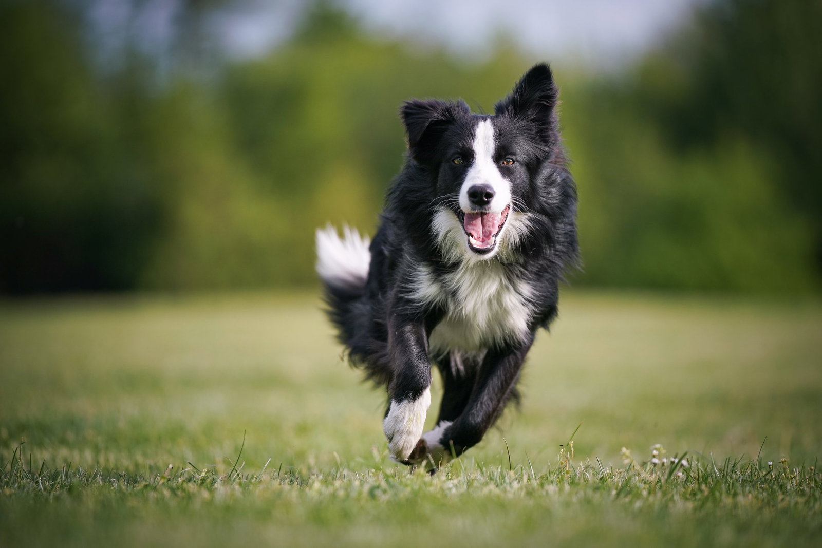 Hund der im Gras rennt
