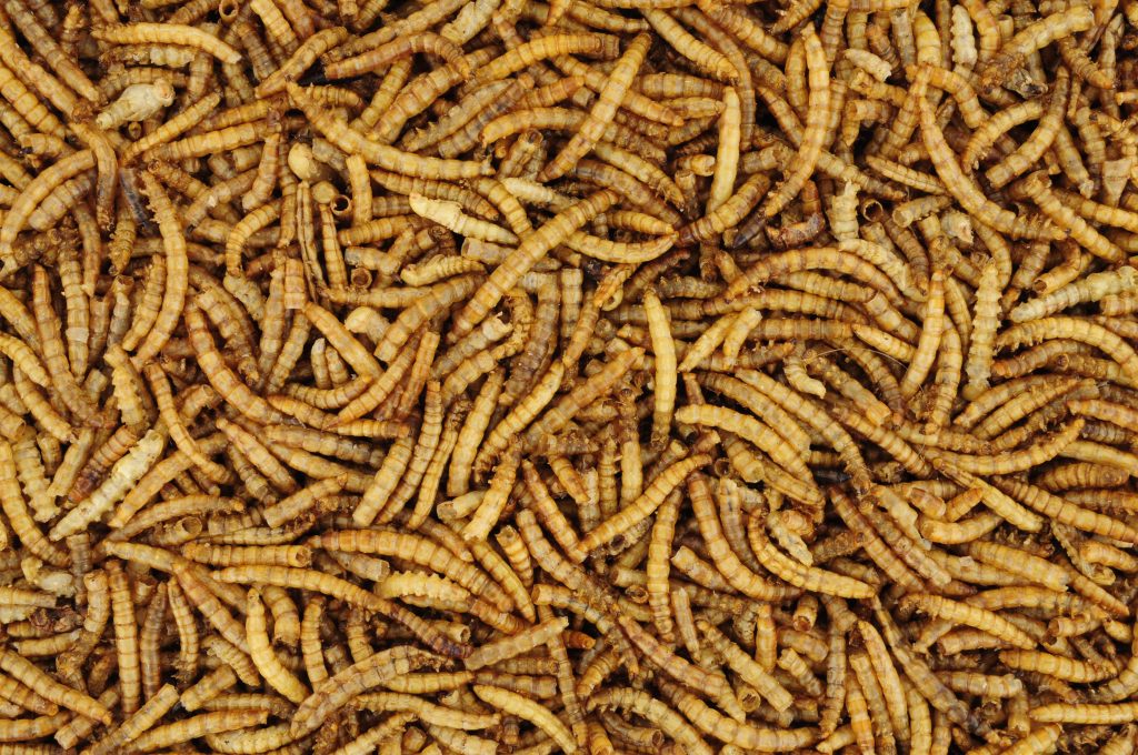 Haufen Getrocknete Mehlwürmer