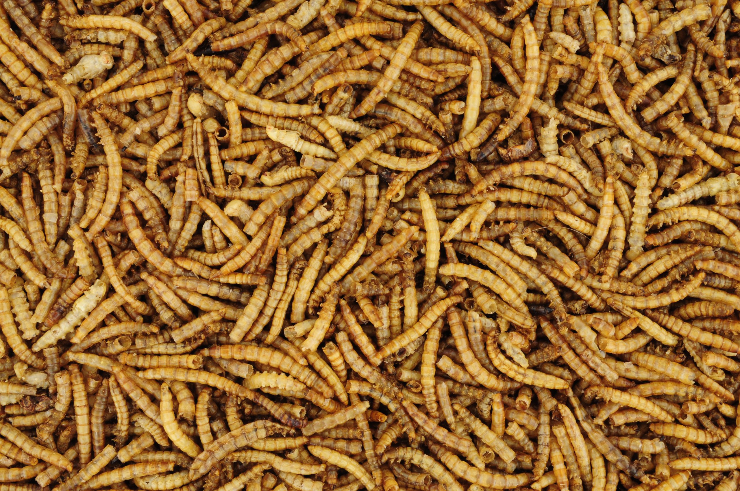 Haufen Getrocknete Mehlwürmer