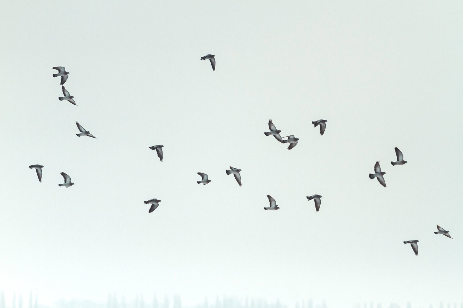Vögel am fliegen