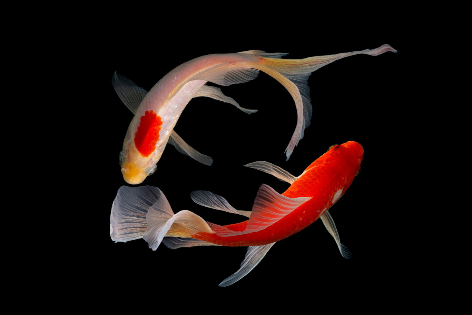 Koi im Kreis