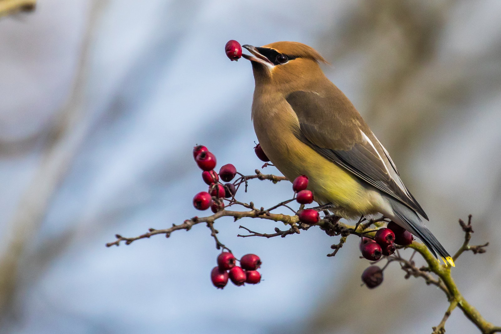 kleiner vogel isst beere