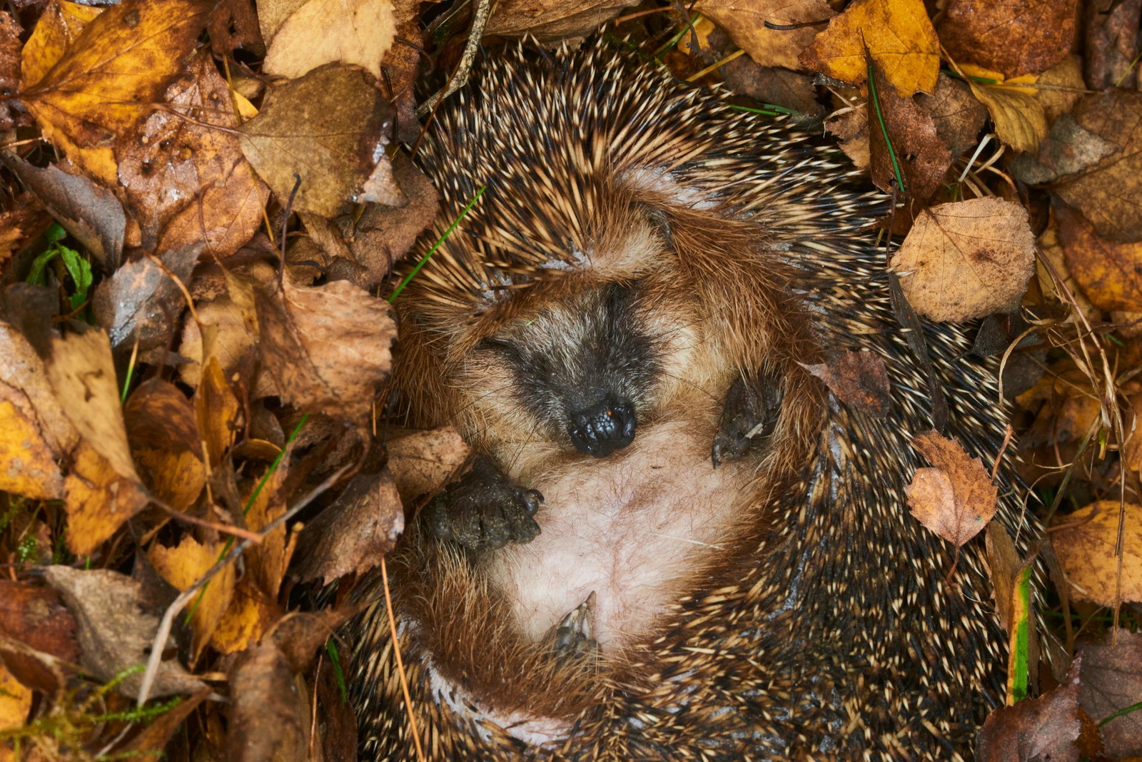 Igel in Laub
