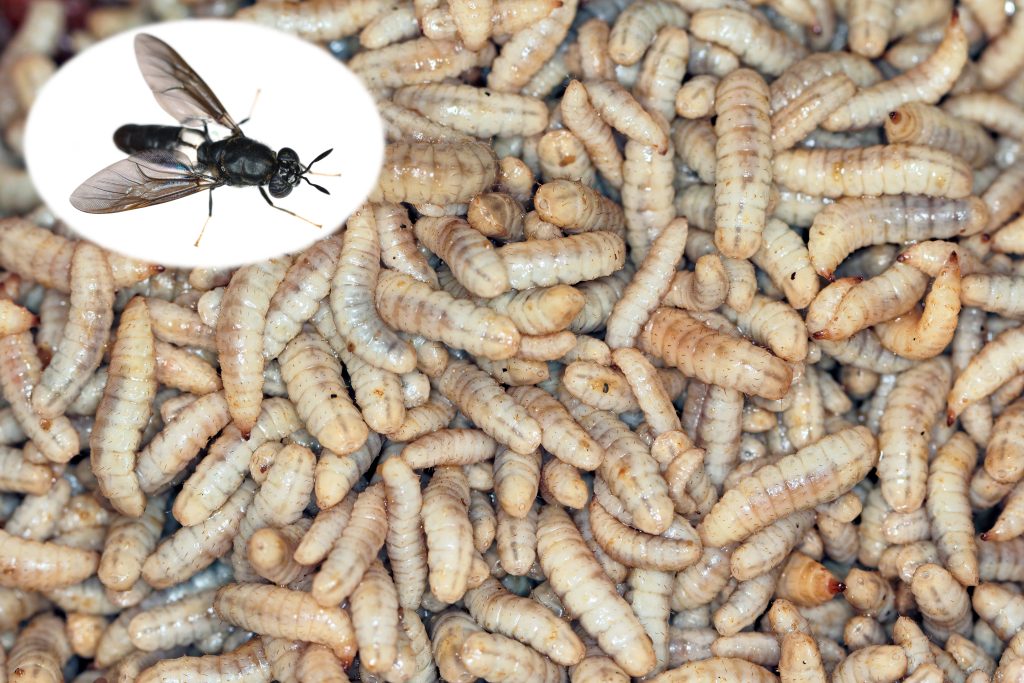 Soldatenfliegen nährwerte