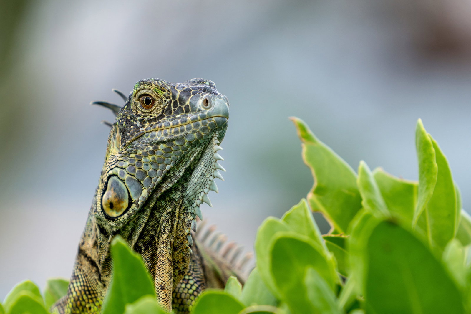 Gecko