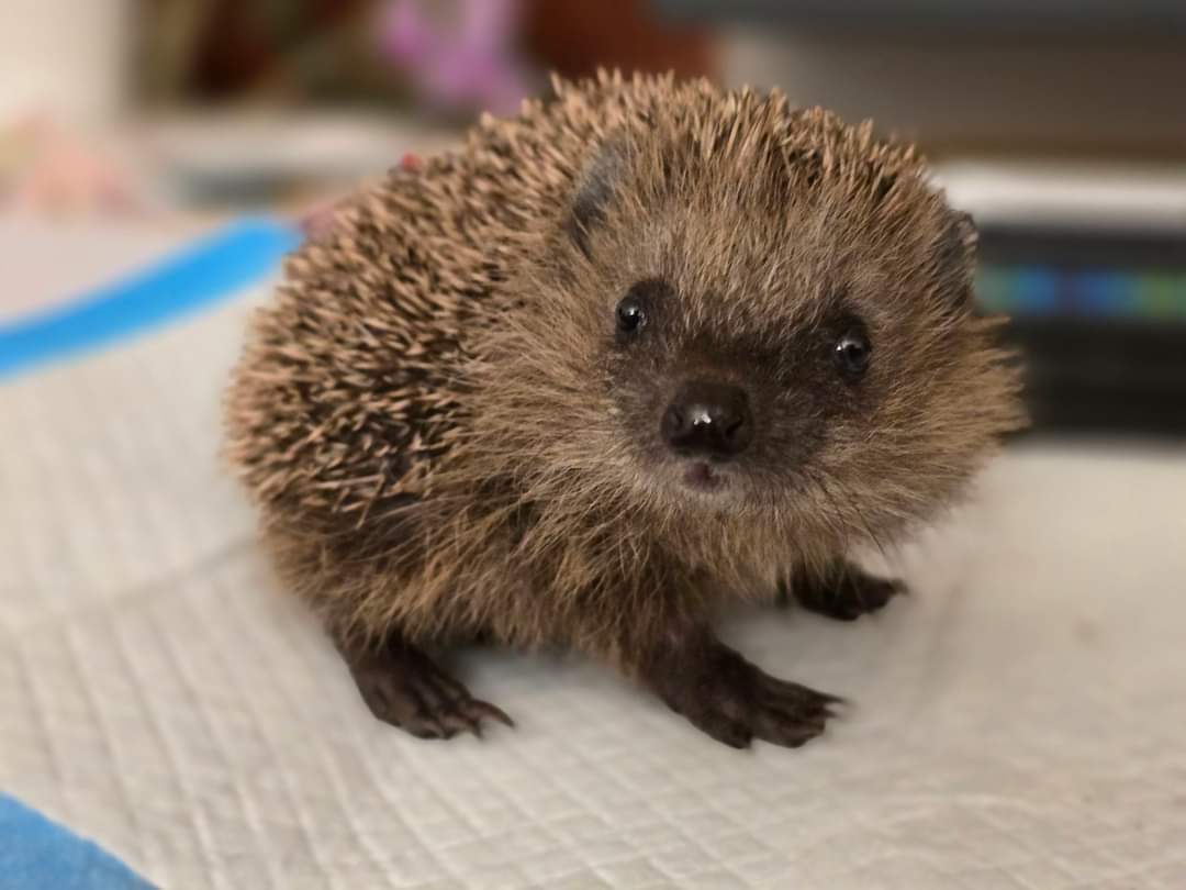 kleiner igel