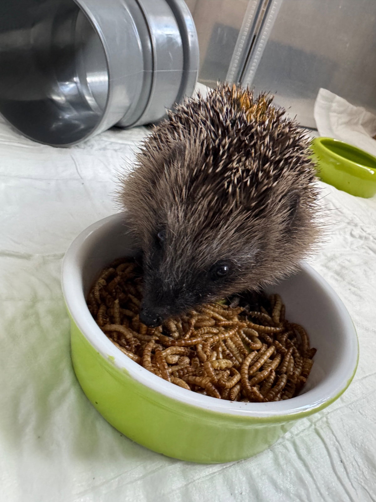 Igel isst wurmer