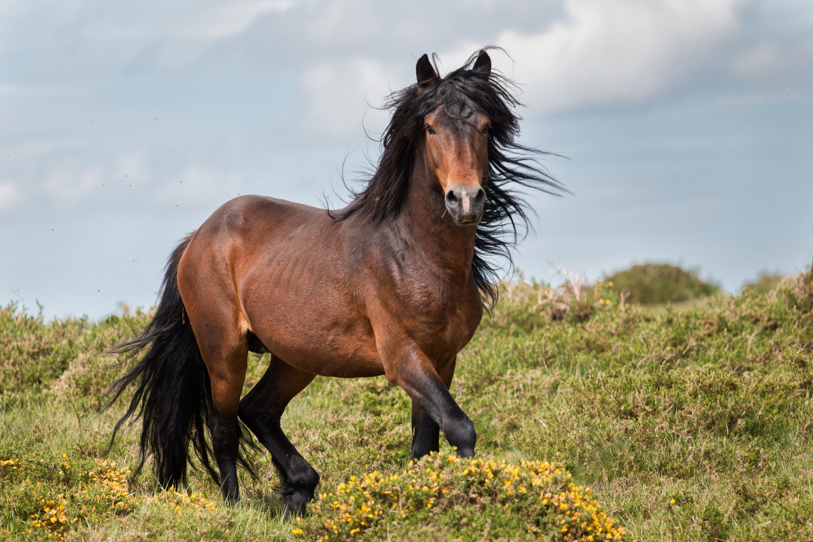 pferd