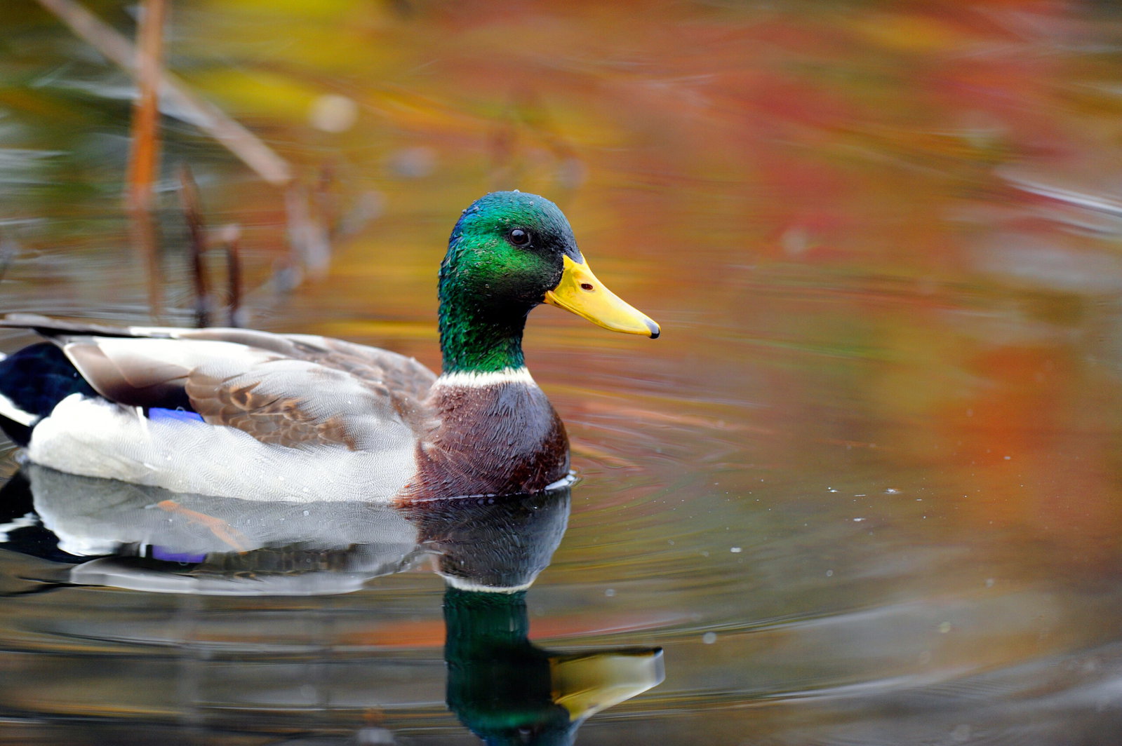 ente