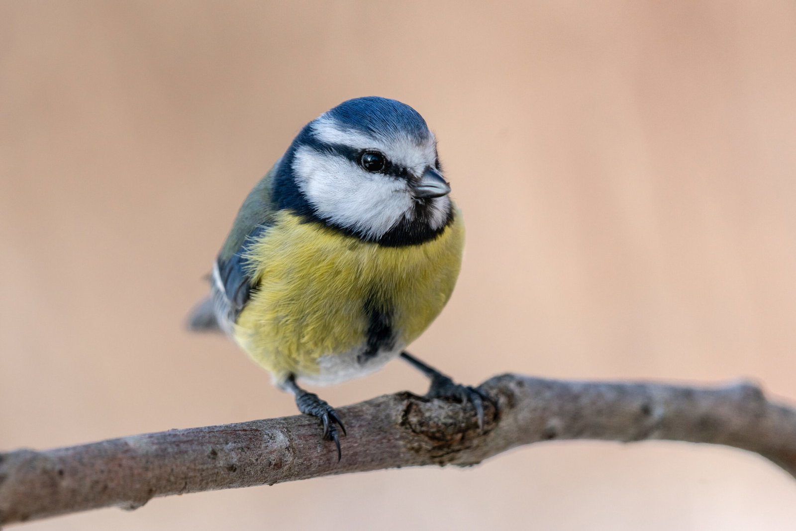 blaumeise