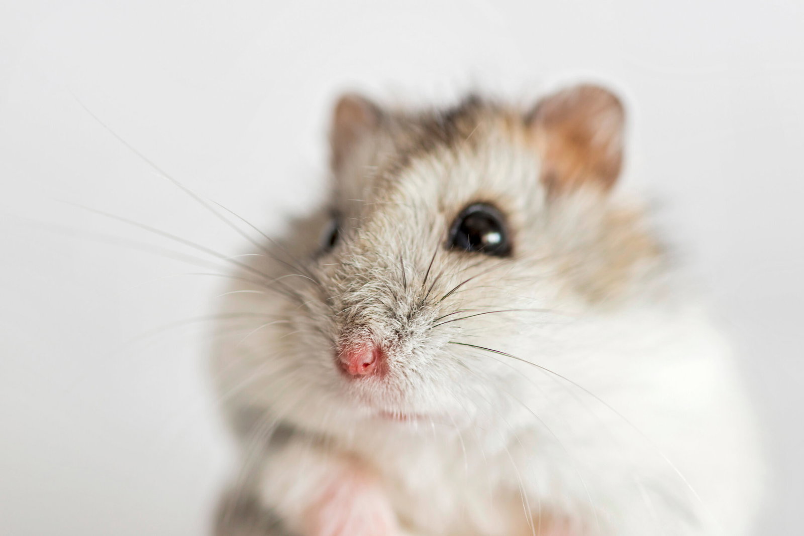 hamster