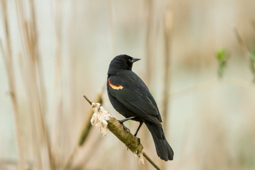 amsel