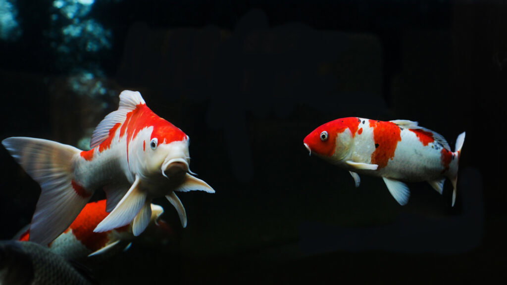 koi
