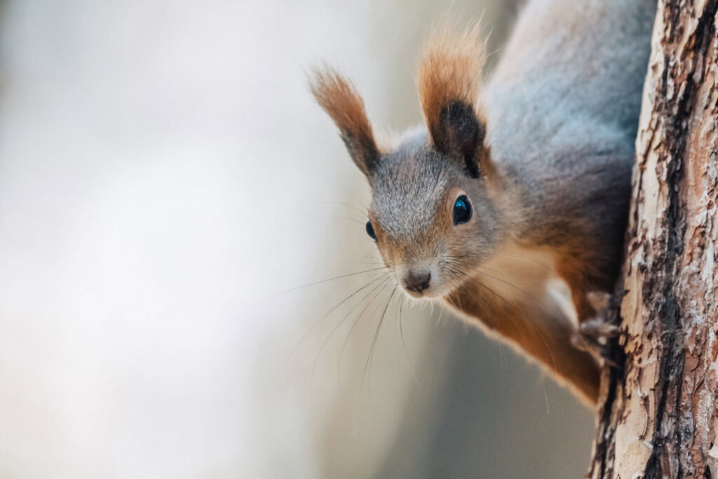 eichhörnchen