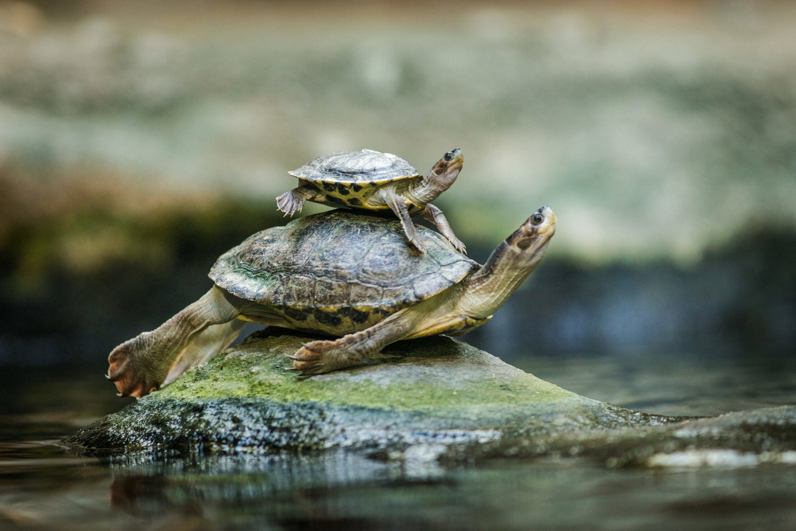 schildkrote