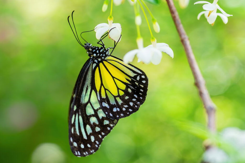 Schmetterling