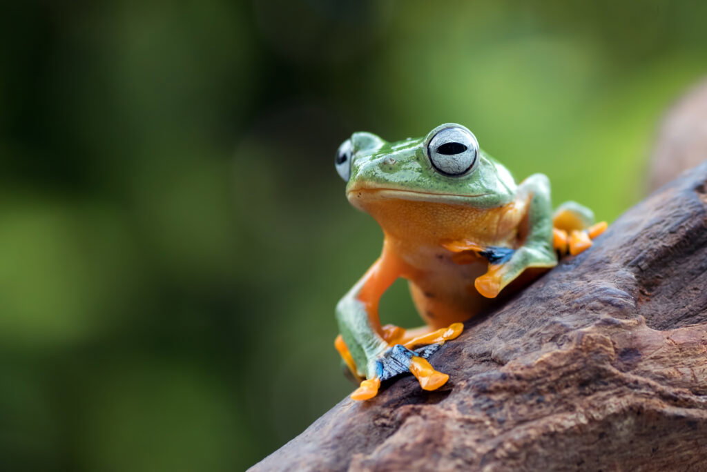 Frosch