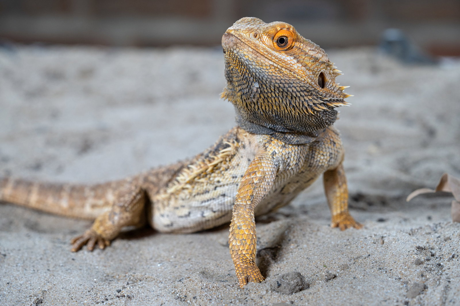 Bartagame