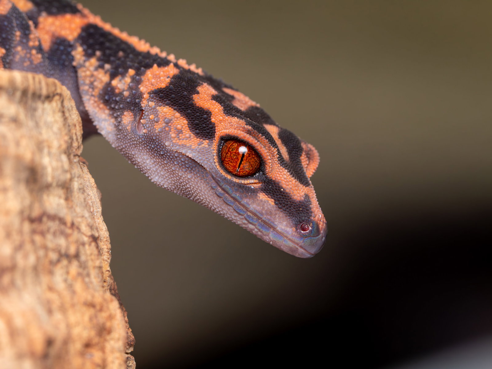 Leopardgecko