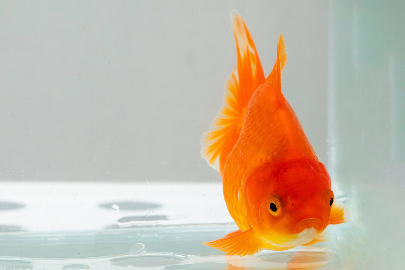 goldfisch